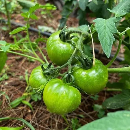 Holiday home House With Swimming Pool And Amazing Sea And Mountain Views In Montgo, *