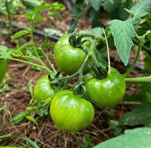 Tatil Evi House With Swimming Pool And Amazing Sea And Mountain Views In Montgo, *